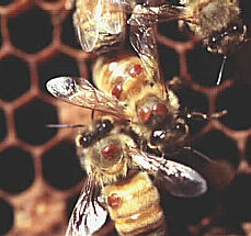 Biene mit Varroamilben
