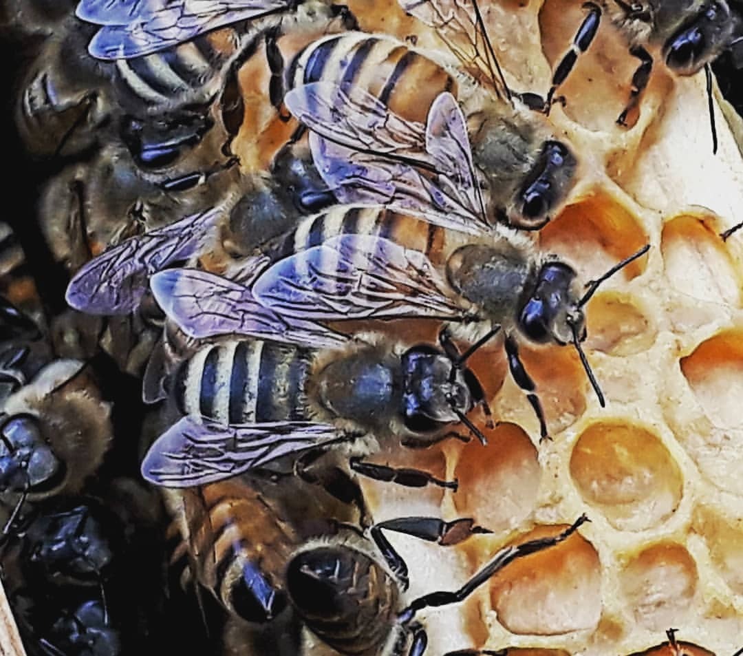Bienenwagen
